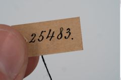 Foto von Golddrahtring (NHMW-PRAE-025483)